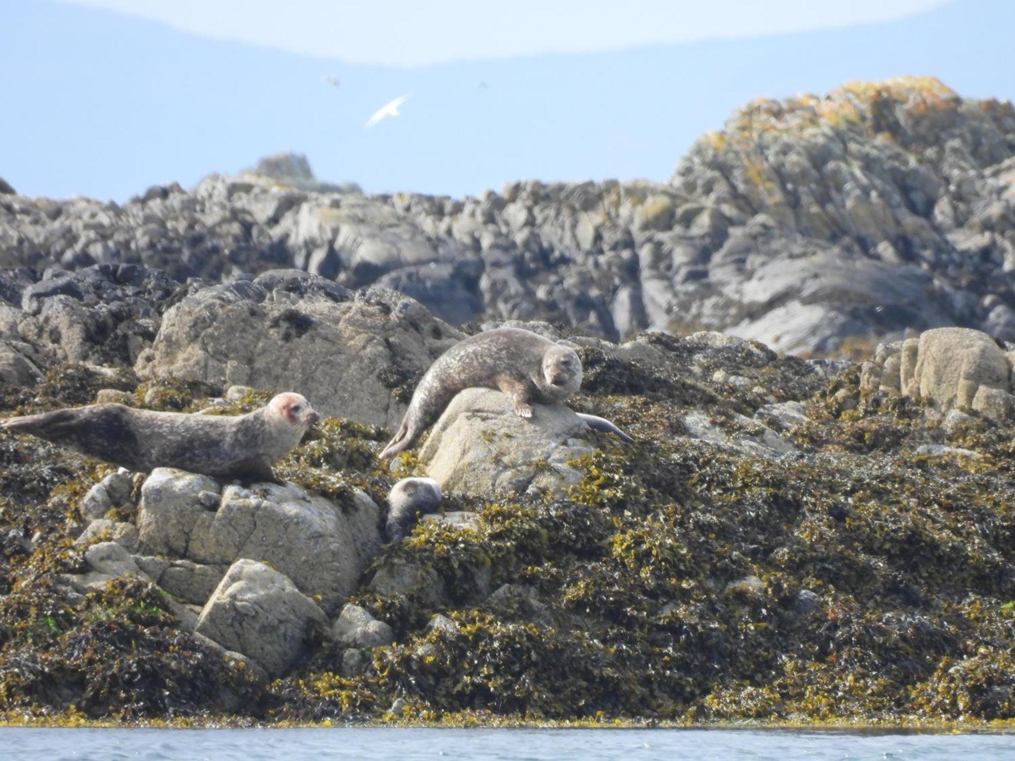 The Wee Lodge Mallaig Eksteriør bilde